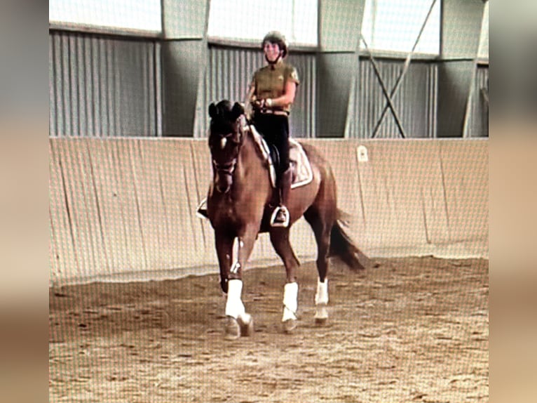 Rhinelander Gelding 10 years 17,1 hh Chestnut in Morud