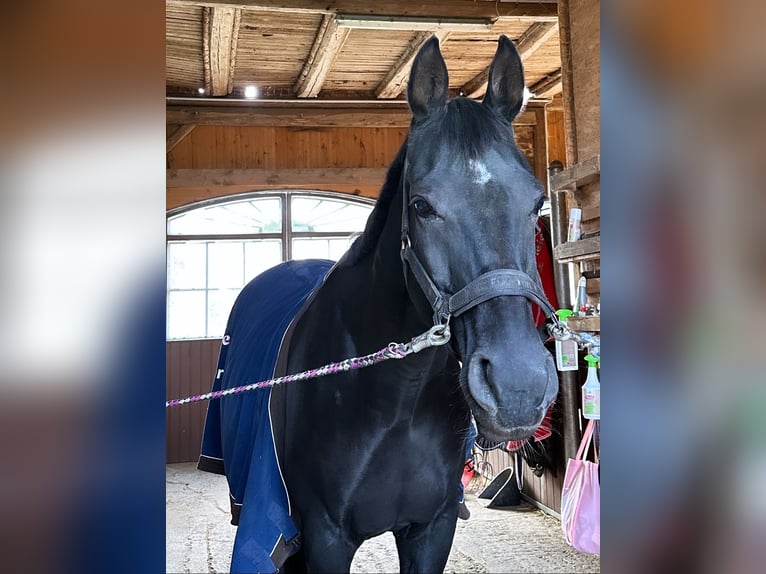 Rhinelander Gelding 10 years 17 hh Black in Guxhagen