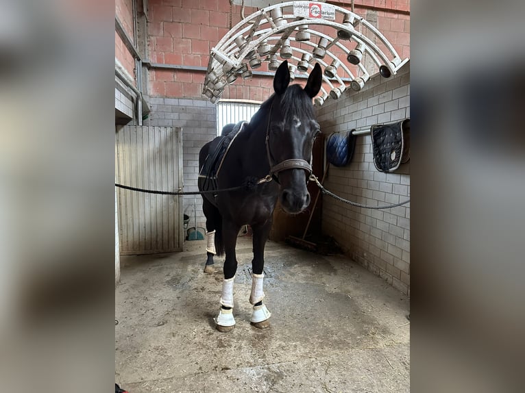 Rhinelander Gelding 10 years 17 hh Black in Guxhagen