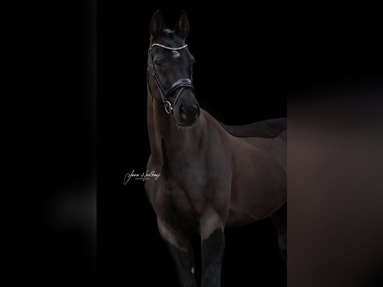 Rhinelander Gelding 10 years 17 hh Black in Guxhagen