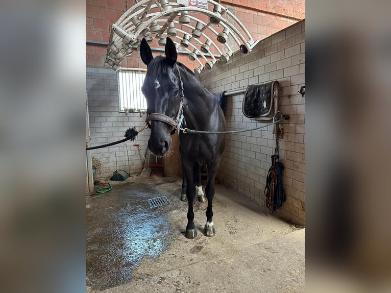 Rhinelander Gelding 10 years 17 hh Black in Guxhagen