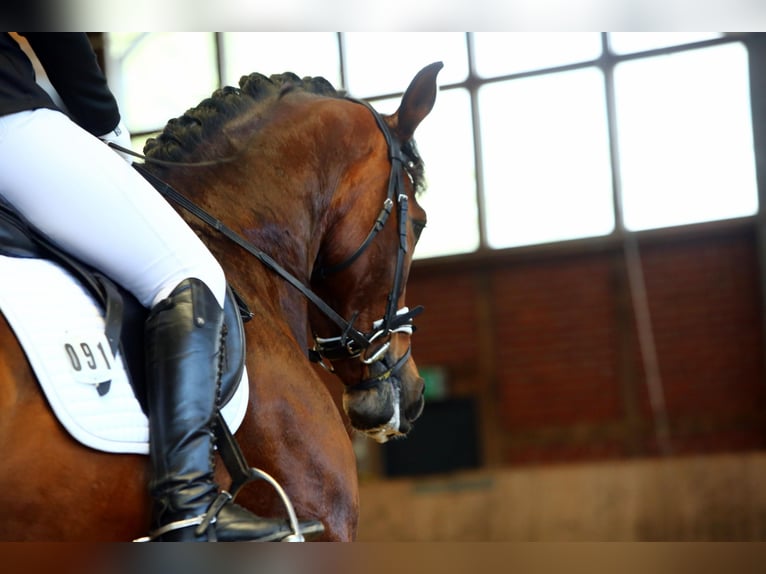 Rhinelander Gelding 10 years 17 hh Brown in LeverkusenLeverkusen