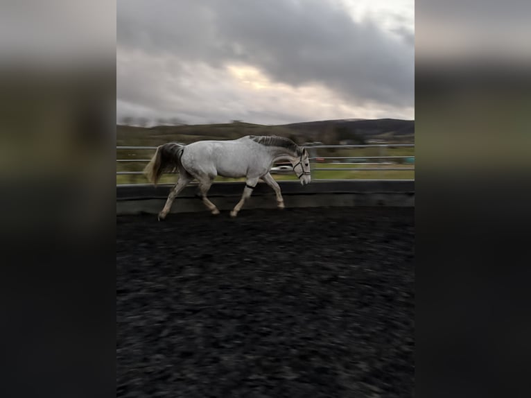 Rhinelander Gelding 10 years 17,1 hh Grey in Großalmerode