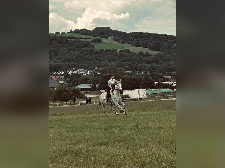 Rhinelander Gelding 10 years 17,1 hh Grey in Großalmerode