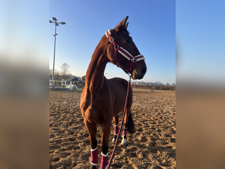 Rhinelander Gelding 10 years 18 hh Brown in Vierlinden Friedersdorf