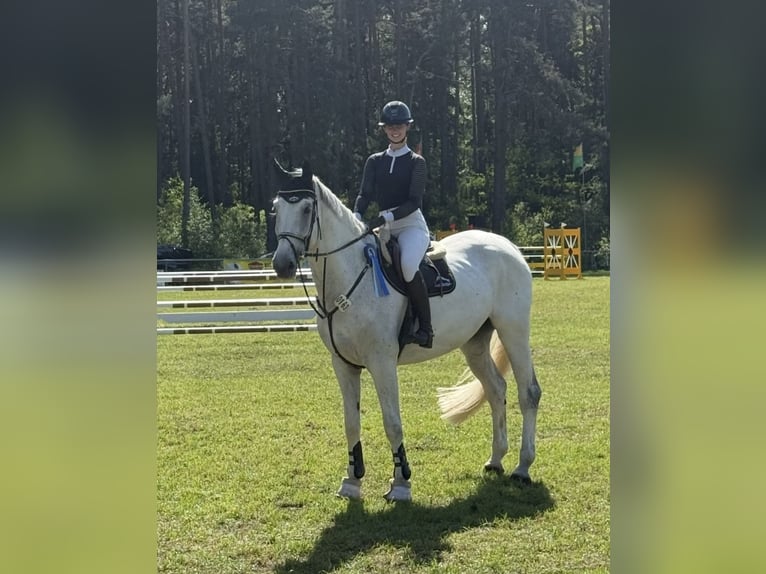 Rhinelander Gelding 10 years 18 hh Grey in Wentorf bei Hamburg