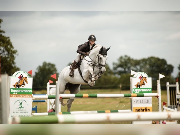 Rhinelander Gelding 10 years 18 hh Grey in Wentorf bei Hamburg