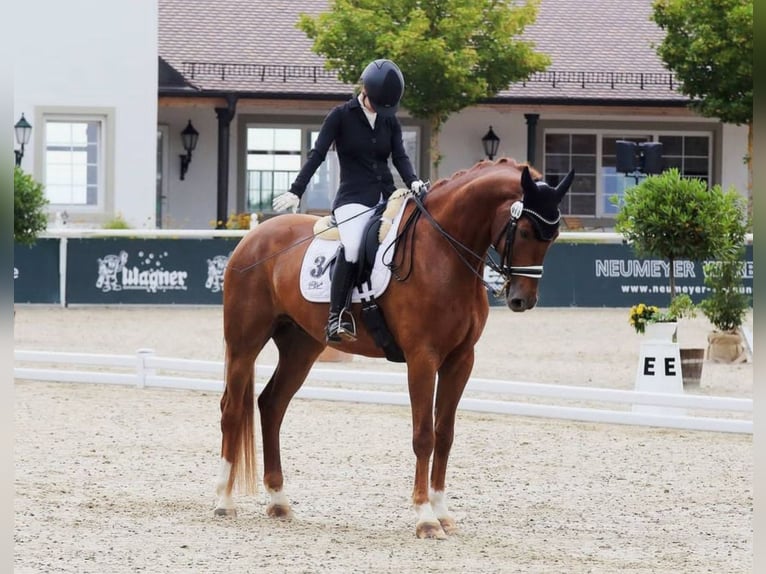 Rhinelander Gelding 11 years 16,2 hh Chestnut-Red in Sölden