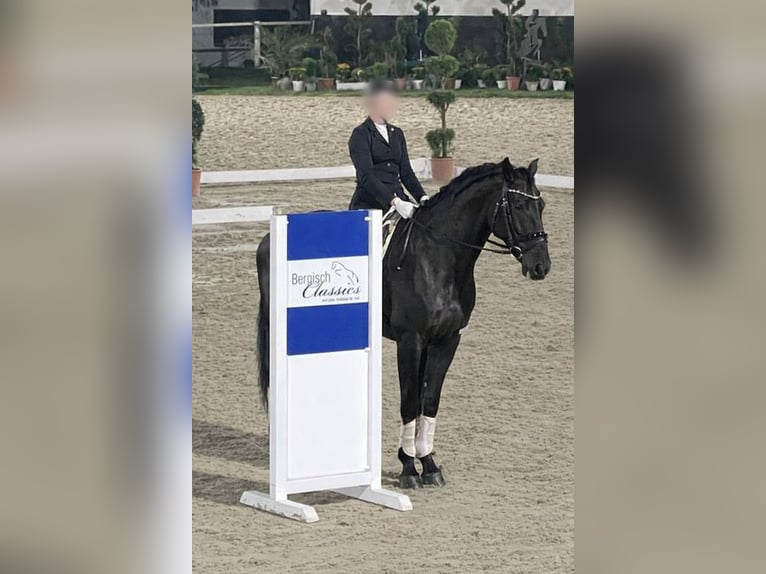 Rhinelander Gelding 11 years 16.3 hh Black in Leverkusen