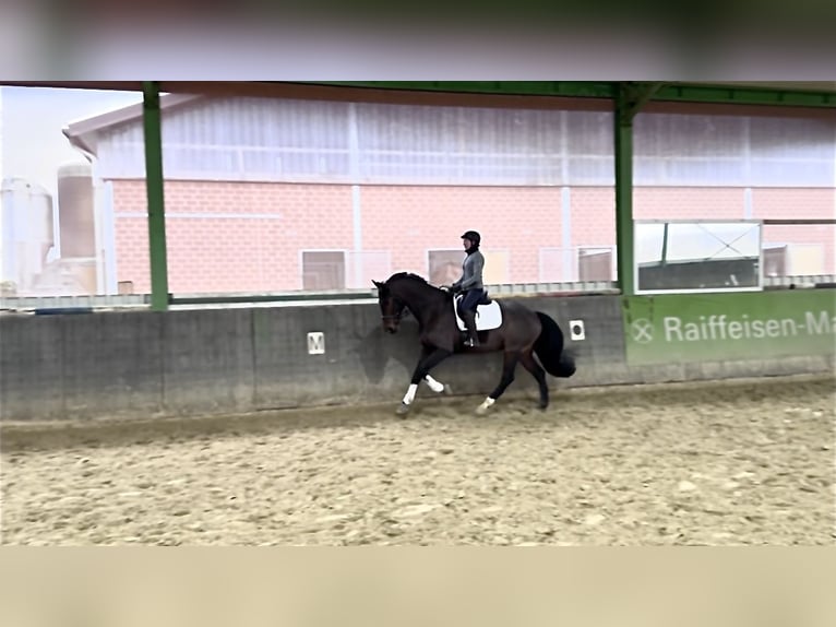 Rhinelander Gelding 11 years 16,3 hh Brown in Nettetal