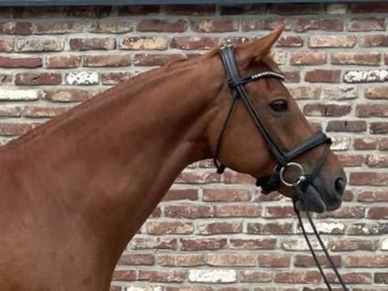 Rhinelander Gelding 11 years 16,3 hh Chestnut-Red in Grevenbroich