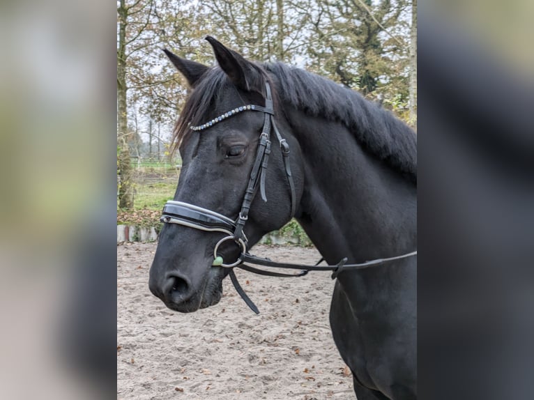 Rhinelander Gelding 11 years 16,1 hh Black in Bockhorn Ellenserdammersiel