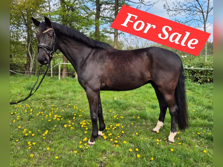 Rhinelander Gelding 11 years 16,1 hh Black in Bockhorn Ellenserdammersiel