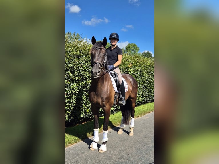 Rhinelander Gelding 11 years 16,1 hh Black in Schortens