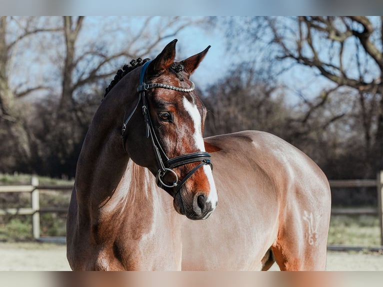 Rhinelander Gelding 11 years 16,1 hh Brown in Riedstadt