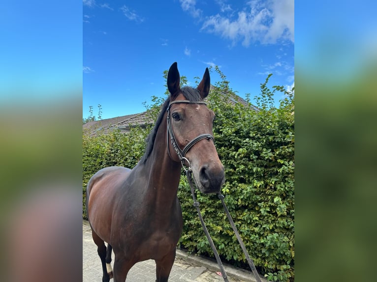 Rhinelander Gelding 11 years 16,2 hh Brown in Einbeck
