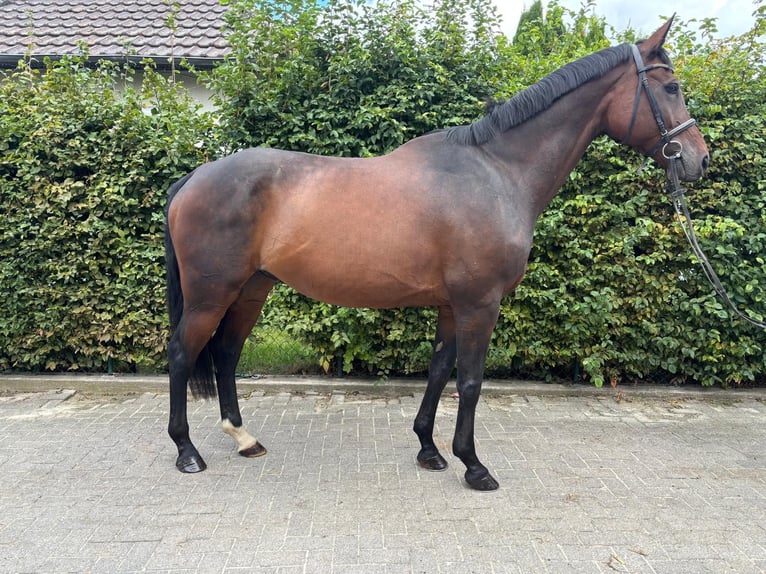Rhinelander Gelding 11 years 16,2 hh Brown in Einbeck