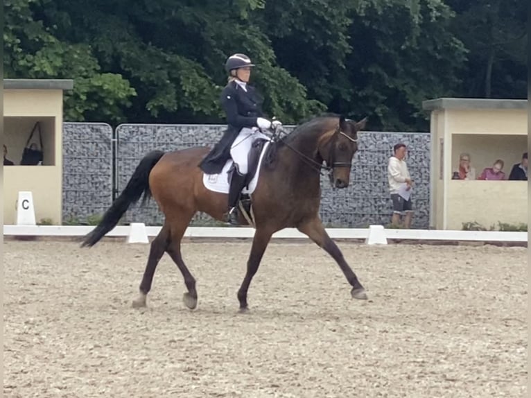 Rhinelander Gelding 11 years 16,3 hh Brown in Nettetal