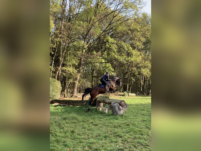 Rhinelander Gelding 11 years 16,3 hh Brown in Nettetal