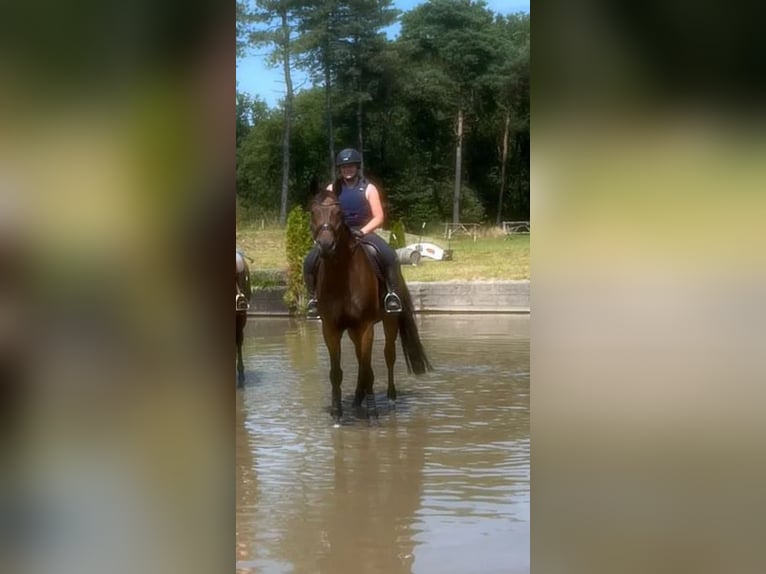 Rhinelander Gelding 11 years 16,3 hh Brown in Nettetal