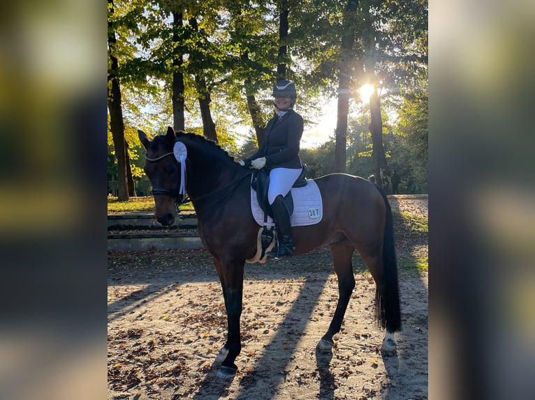 Rhinelander Gelding 11 years 16,3 hh Brown in Nettetal