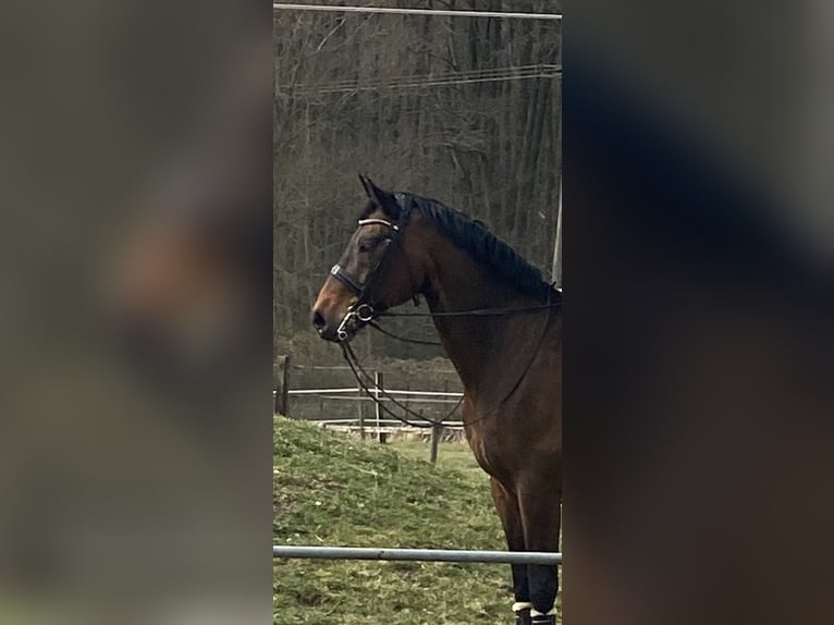 Rhinelander Gelding 11 years 16,3 hh Brown in Nettetal