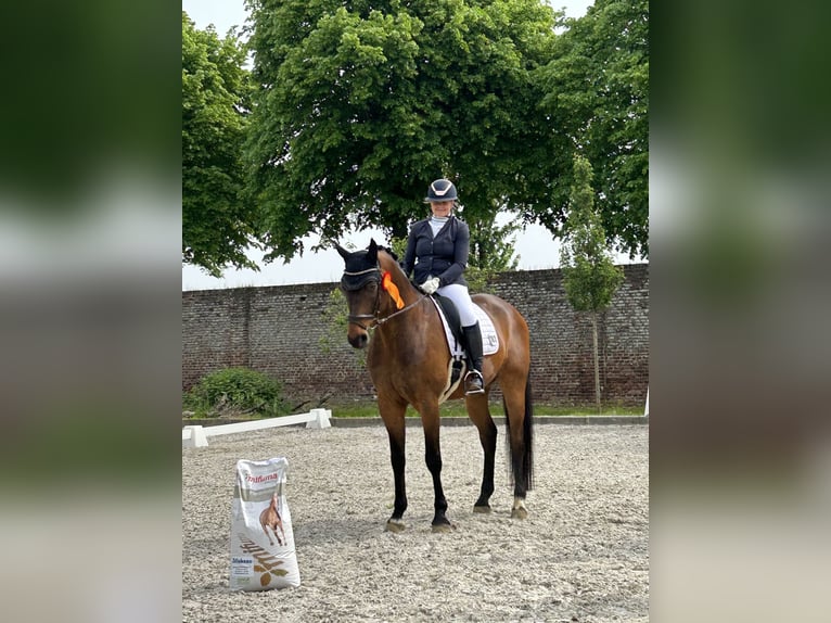 Rhinelander Gelding 11 years 16,3 hh Brown in Nettetal