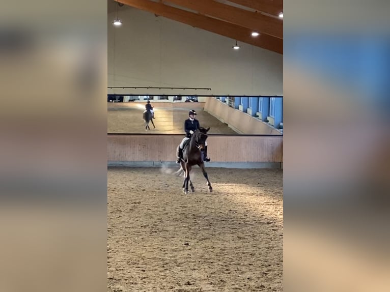 Rhinelander Gelding 11 years 16,3 hh Brown in Nettetal