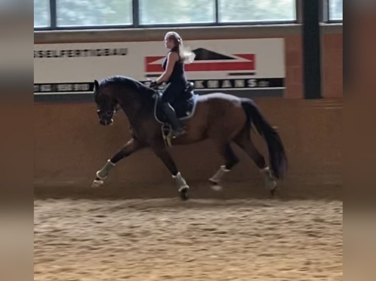 Rhinelander Gelding 11 years 16,3 hh Brown in Nettetal