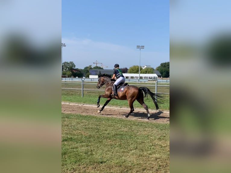 Rhinelander Gelding 11 years 16,3 hh Brown in Nettetal