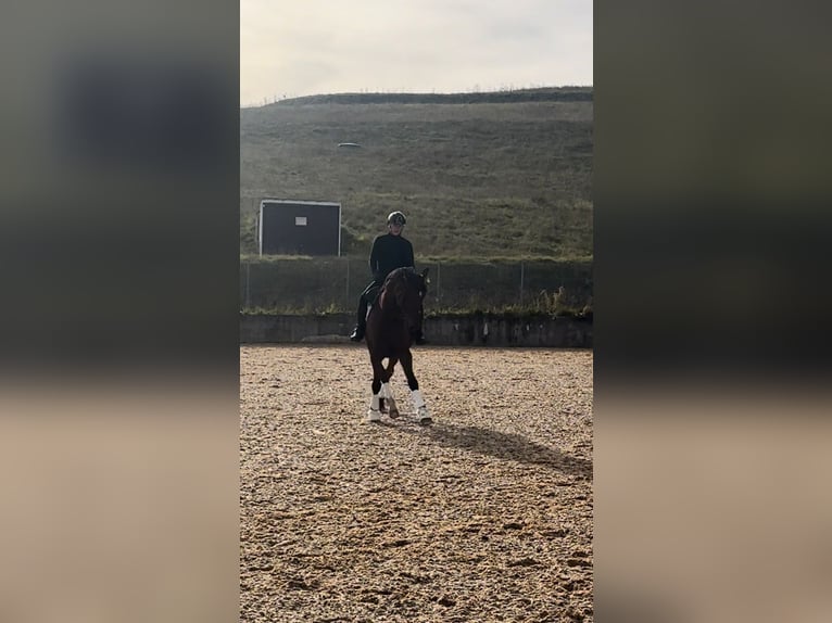 Rhinelander Gelding 11 years 17 hh Brown in Regensburg