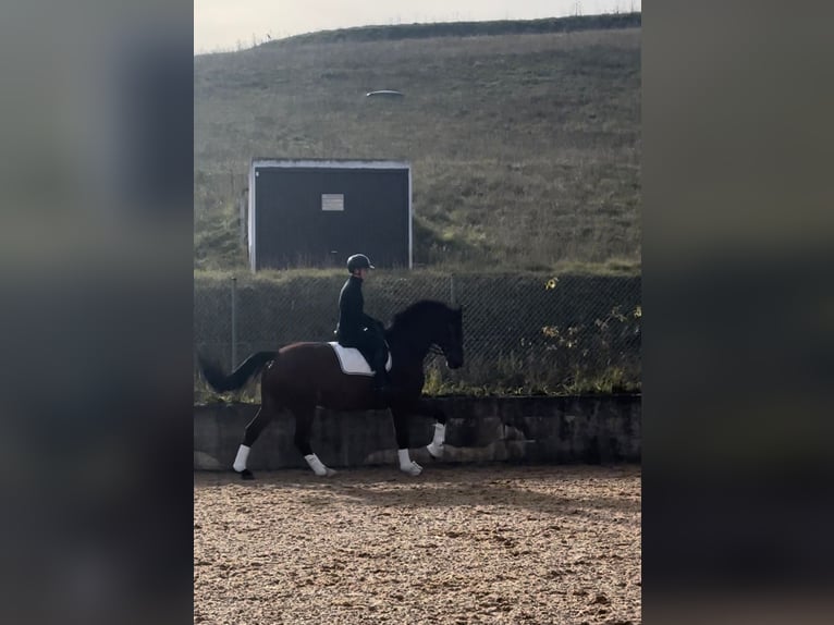 Rhinelander Gelding 11 years 17 hh Brown in Regensburg