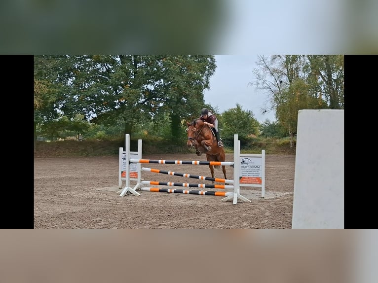 Rhinelander Gelding 11 years 17 hh Brown in Varel