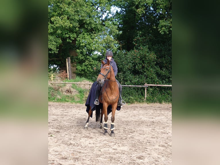 Rhinelander Gelding 11 years 17 hh Brown in Varel
