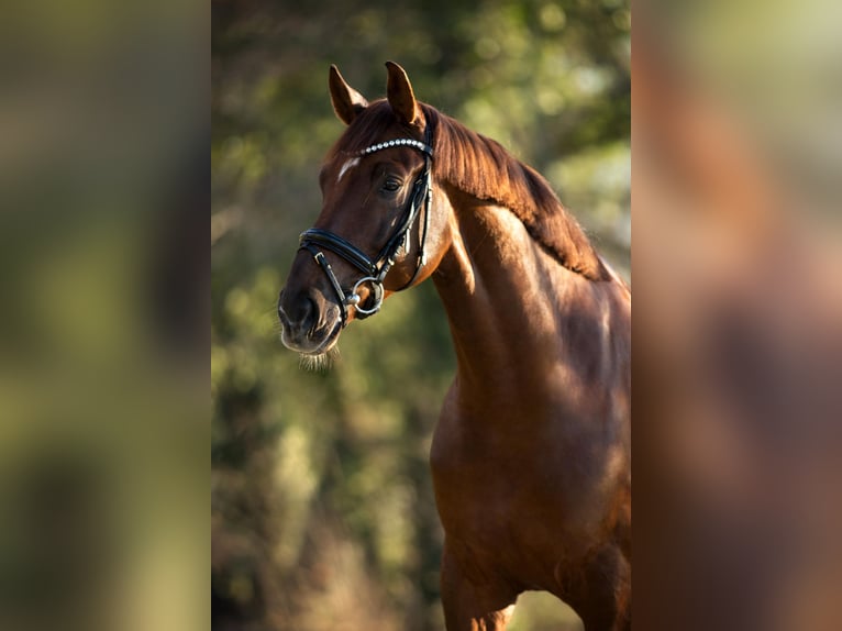 Rhinelander Gelding 11 years 17 hh Chestnut in Marl