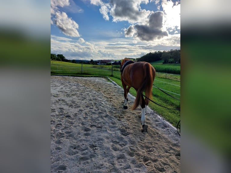 Rhinelander Gelding 11 years 17 hh Chestnut-Red in Arnstorf