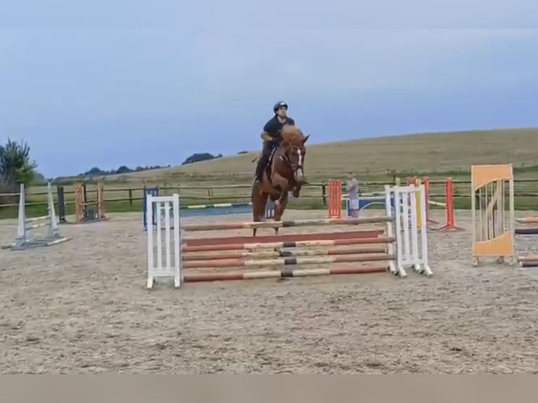 Rhinelander Gelding 11 years 17,2 hh Chestnut-Red in Satow
