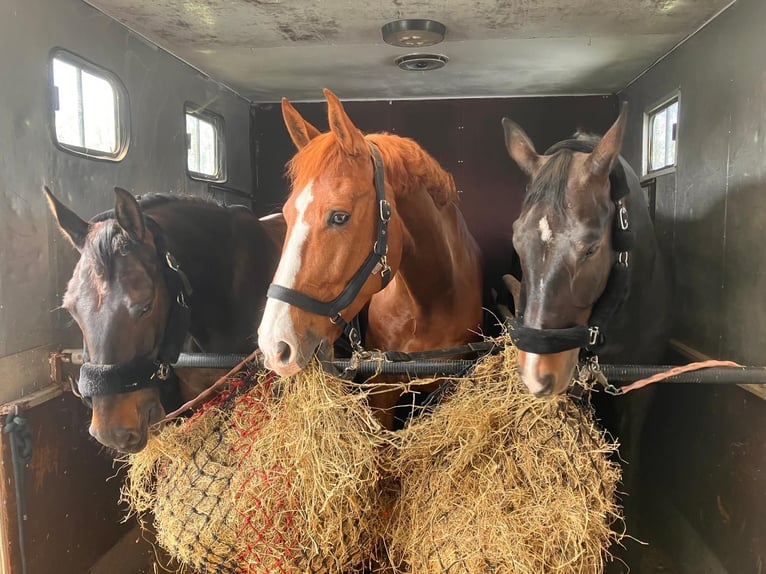 Rhinelander Gelding 11 years 17,2 hh Chestnut-Red in Satow