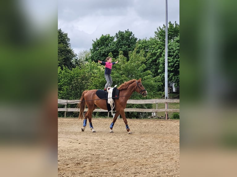 Rhinelander Gelding 11 years 17,2 hh Chestnut-Red in Satow