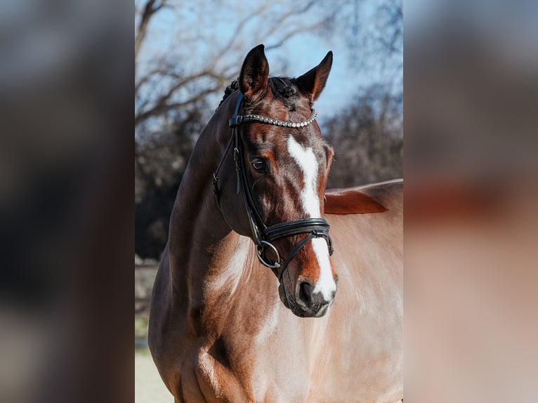 Rhinelander Gelding 11 years Brown in Riedstadt