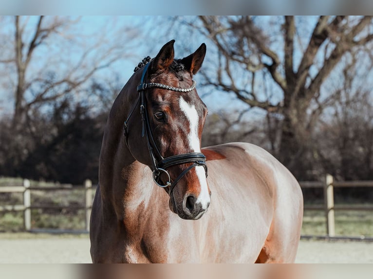 Rhinelander Gelding 11 years Brown in Riedstadt