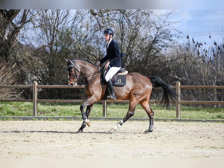 Rhinelander Gelding 11 years Brown in Riedstadt