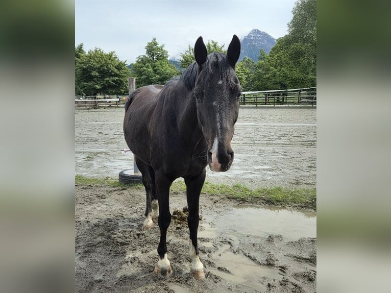 Rhinelander Gelding 12 years 15,2 hh Bay-Dark in Reutte