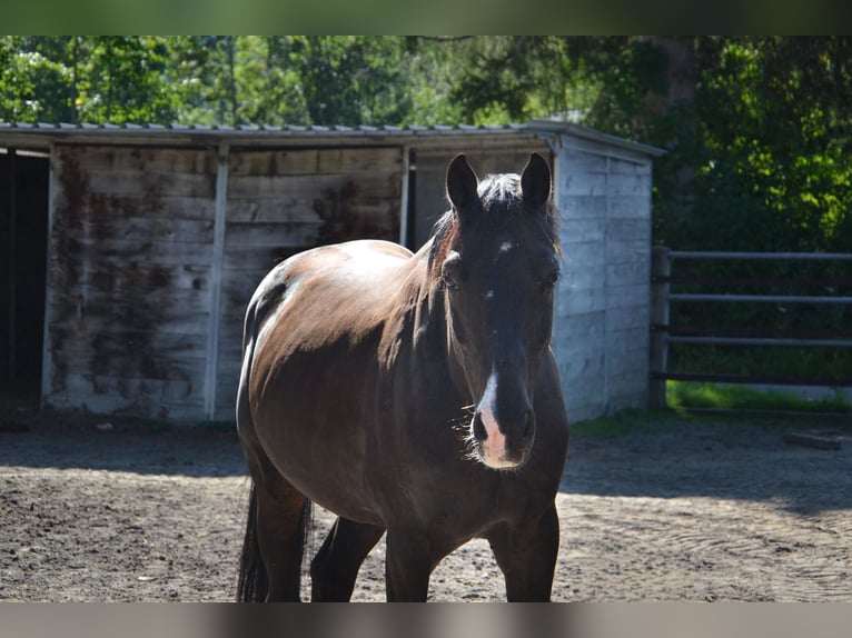 Rhinelander Gelding 12 years 15,2 hh Bay-Dark in Reutte