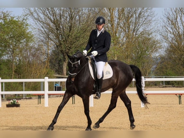 Rhinelander Gelding 12 years 16.2 hh Bay-Dark in Herbstein
