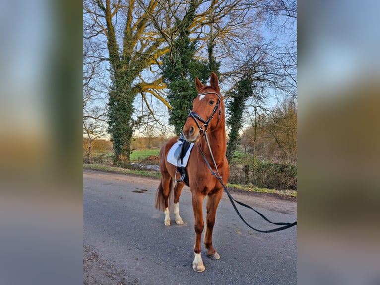 Rhinelander Gelding 12 years 16,2 hh Chestnut-Red in Hambergen