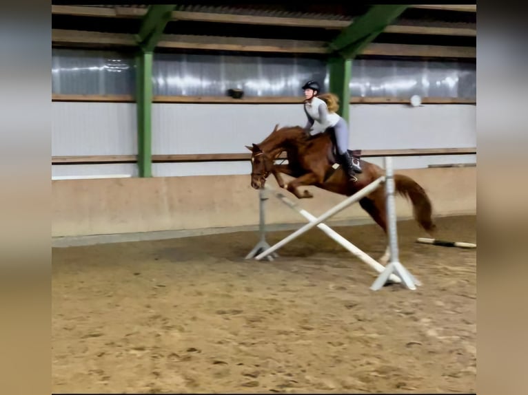 Rhinelander Gelding 12 years 16,2 hh Chestnut-Red in Hambergen