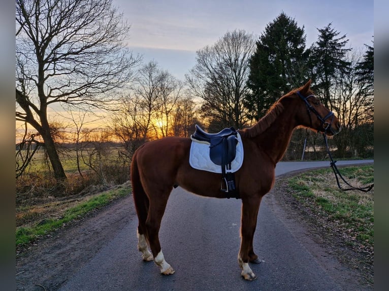 Rhinelander Gelding 12 years 16,2 hh Chestnut-Red in Hambergen