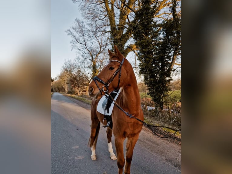 Rhinelander Gelding 12 years 16,2 hh Chestnut-Red in Hambergen