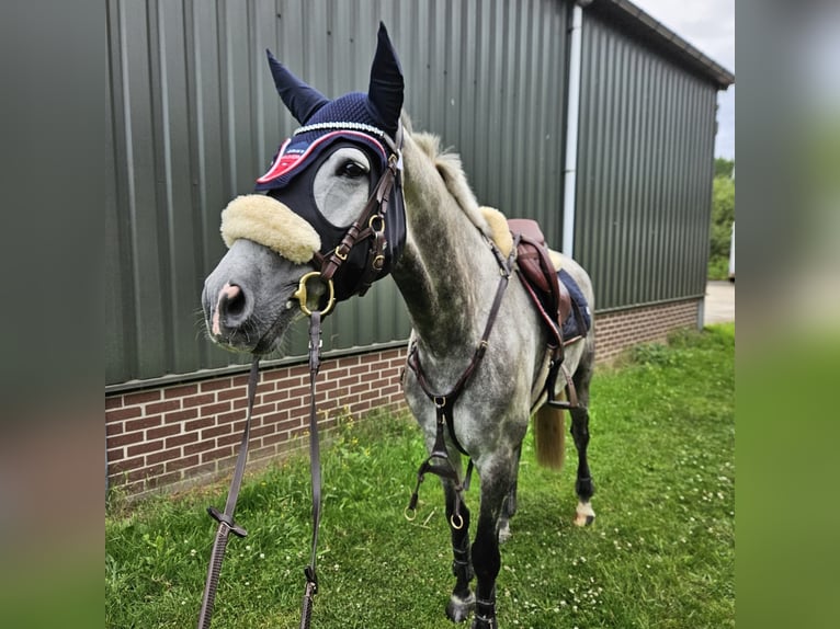 Rhinelander Gelding 12 years 16.2 hh Grey-Dapple in Wassenberg